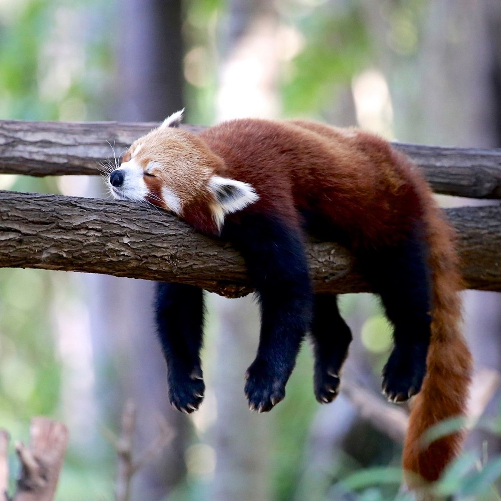 Meet your Posher, Madelaine